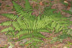 Log fern 